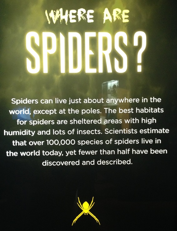 spiders-alive-and-deadly-26