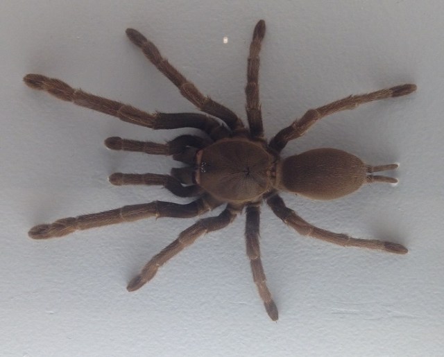 spiders-alive-and-deadly-28