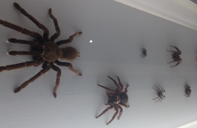 spiders-alive-and-deadly-29