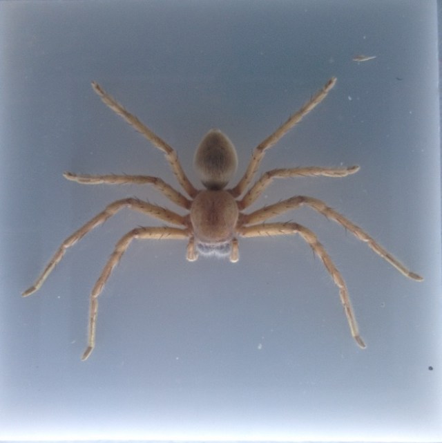 spiders-alive-and-deadly-3