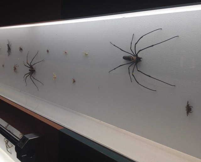 spiders-alive-and-deadly-30