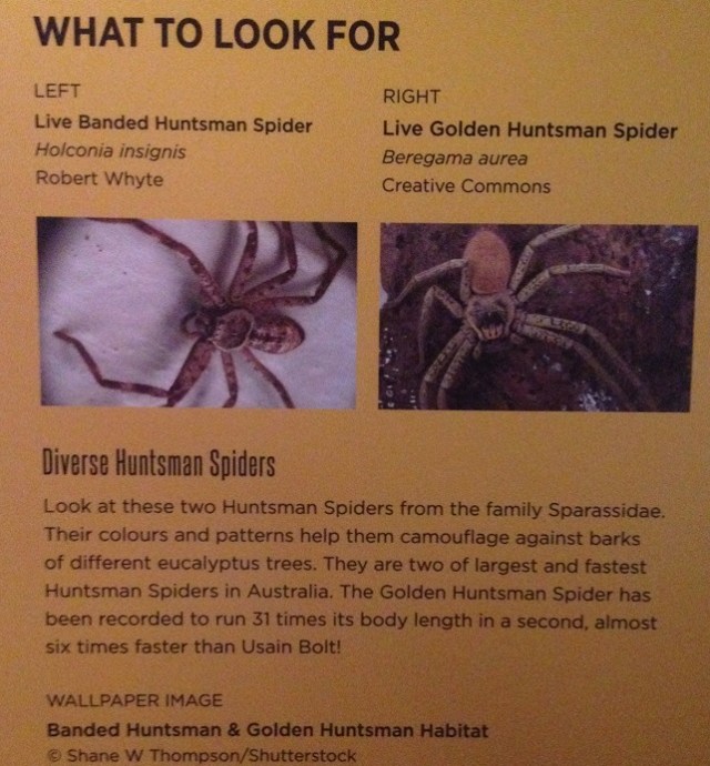 spiders-alive-and-deadly-31