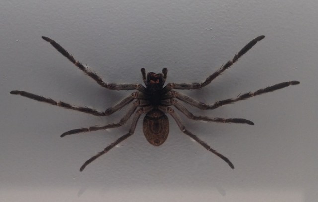 spiders-alive-and-deadly-33