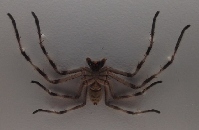 spiders-alive-and-deadly-34