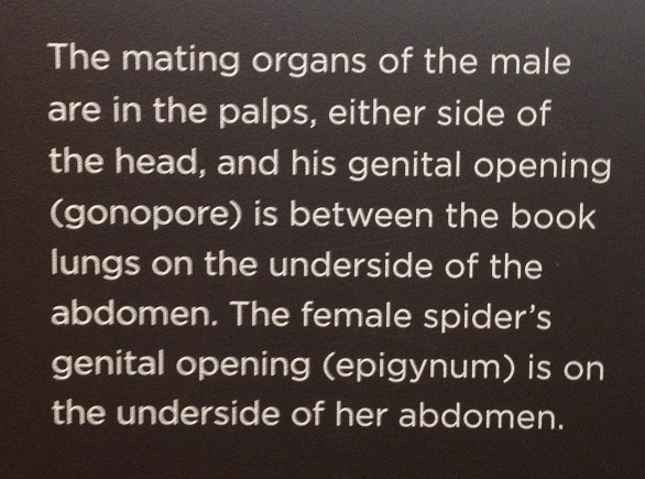 spiders-alive-and-deadly-35