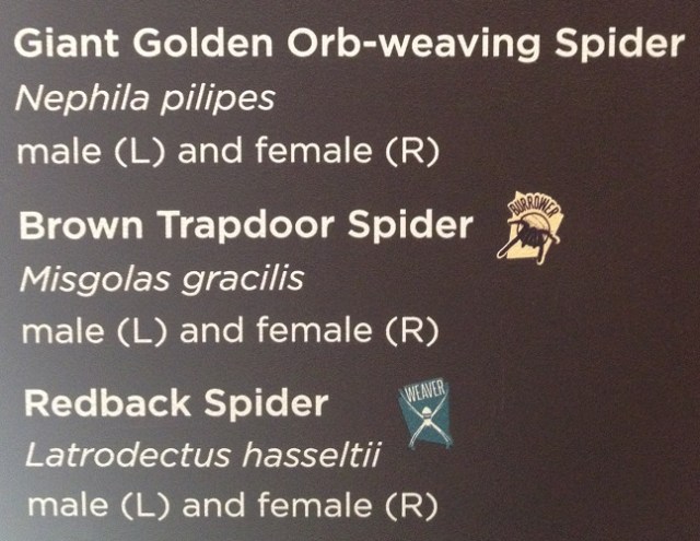 spiders-alive-and-deadly-37