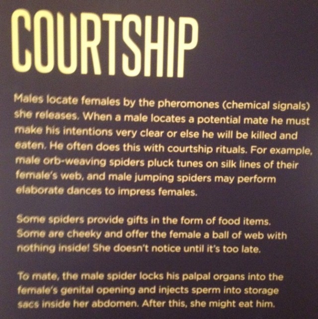 spiders-alive-and-deadly-38