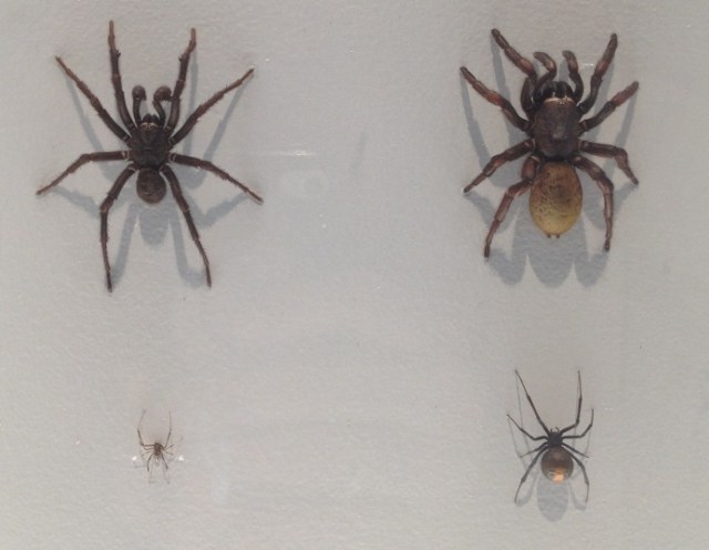 spiders-alive-and-deadly-39