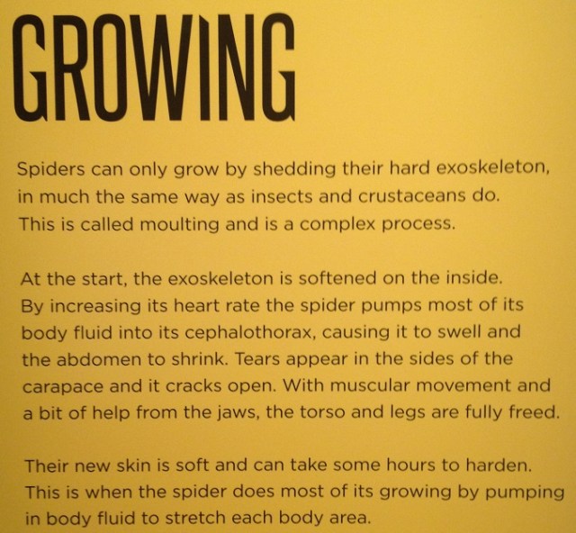 spiders-alive-and-deadly-40