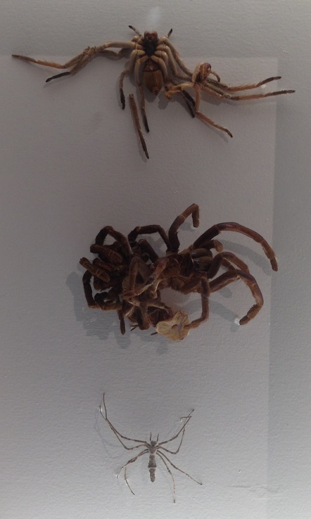 spiders-alive-and-deadly-41