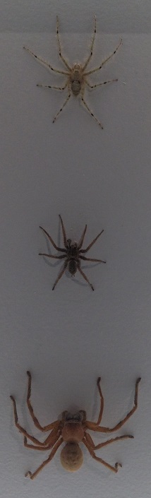 spiders-alive-and-deadly-44