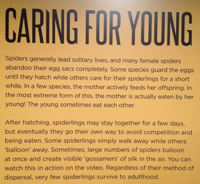 spiders-alive-and-deadly-45