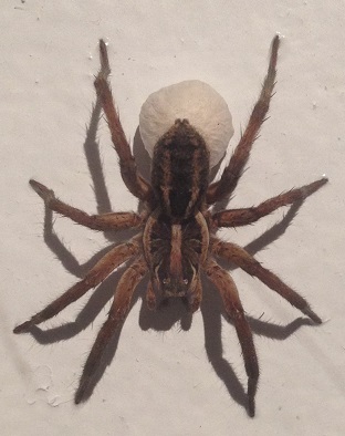 spiders-alive-and-deadly-47