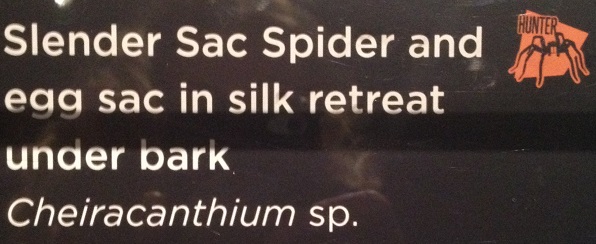 spiders-alive-and-deadly-48