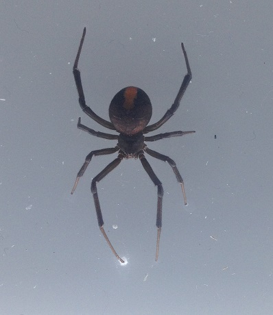 spiders-alive-and-deadly-5