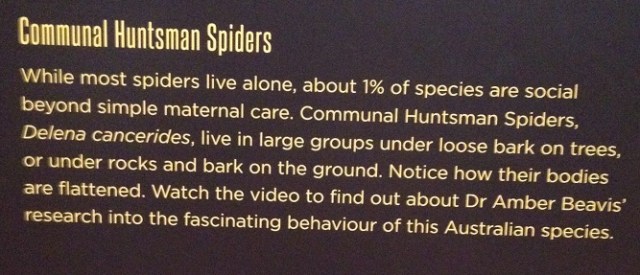 spiders-alive-and-deadly-50