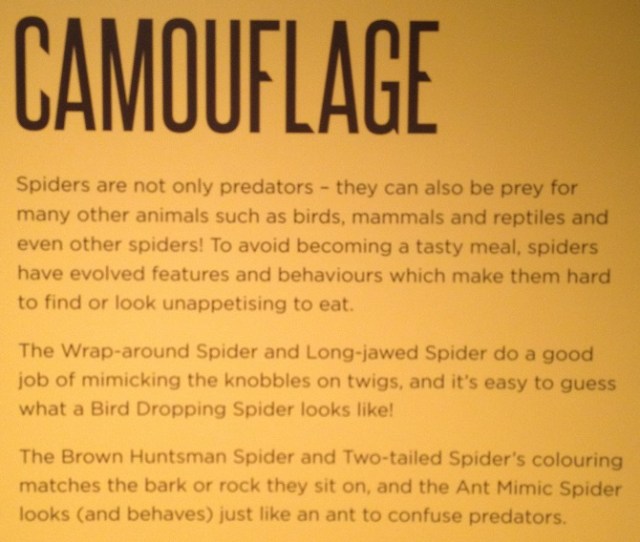 spiders-alive-and-deadly-51