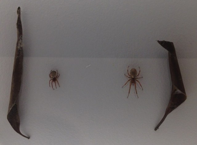 spiders-alive-and-deadly-52