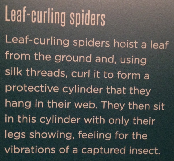 spiders-alive-and-deadly-53