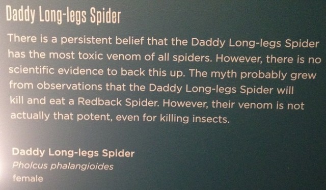 spiders-alive-and-deadly-54