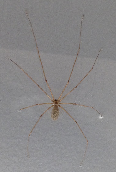 spiders-alive-and-deadly-55