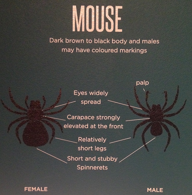 spiders-alive-and-deadly-61