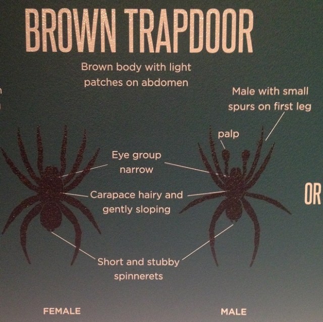 spiders-alive-and-deadly-62