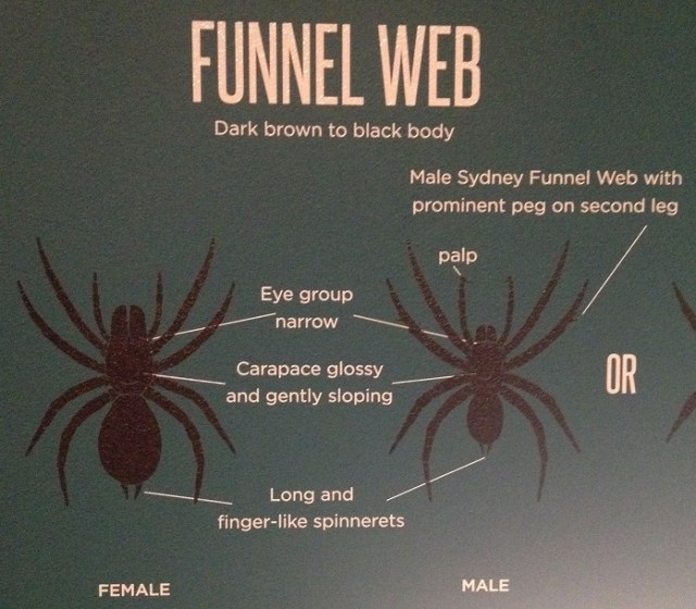 spiders-alive-and-deadly-63