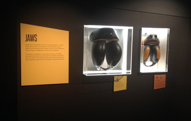 spiders-alive-and-deadly-66