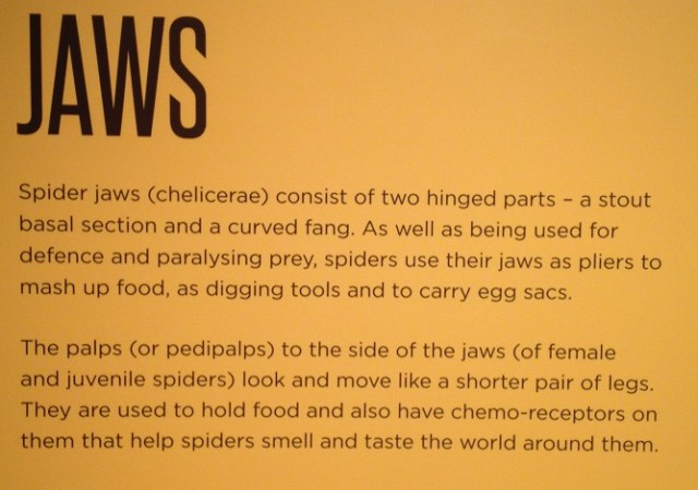 spiders-alive-and-deadly-67