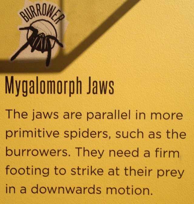 spiders-alive-and-deadly-69