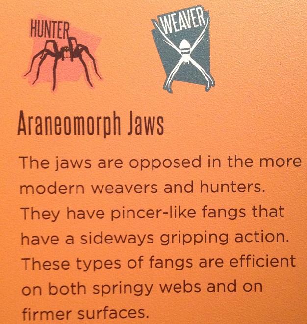 spiders-alive-and-deadly-71