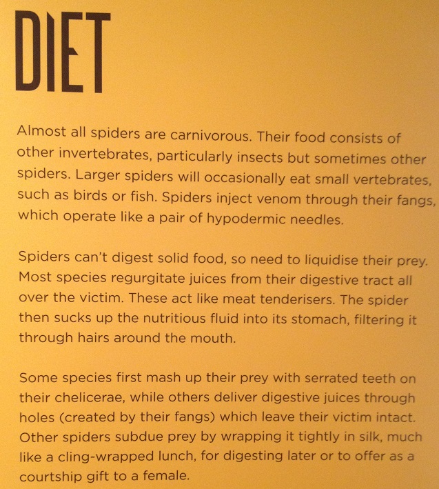 spiders-alive-and-deadly-72