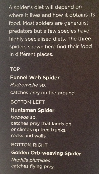 spiders-alive-and-deadly-74