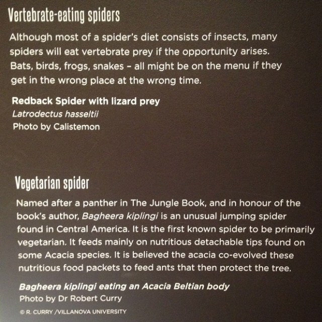 spiders-alive-and-deadly-75