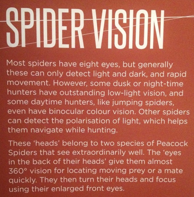 spiders-alive-and-deadly-80