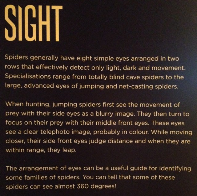 spiders-alive-and-deadly-81