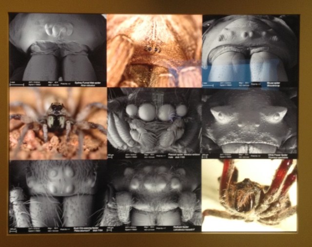 spiders-alive-and-deadly-82