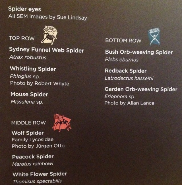 spiders-alive-and-deadly-83