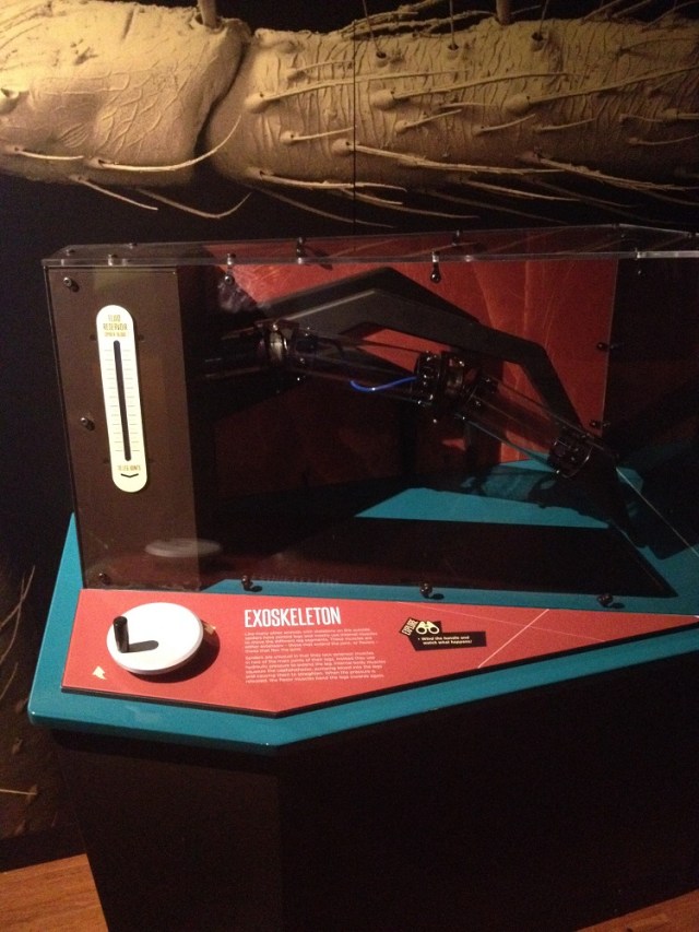 spiders-alive-and-deadly-84