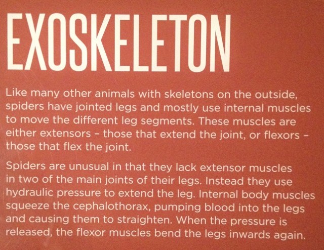 spiders-alive-and-deadly-85