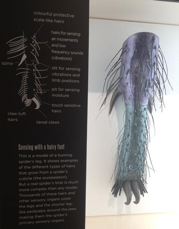 spiders-alive-and-deadly-88