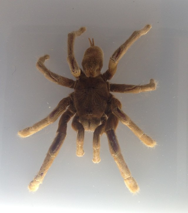 spiders-alive-and-deadly-9