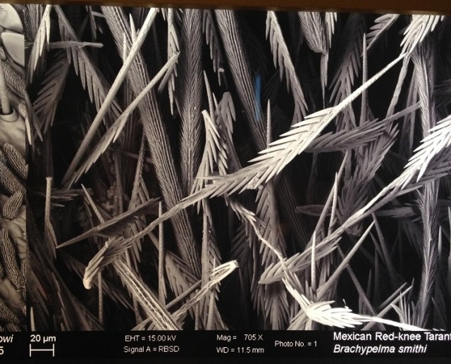 spiders-alive-and-deadly-90