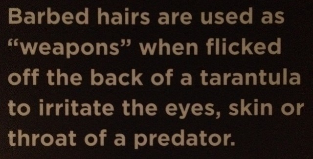 spiders-alive-and-deadly-91