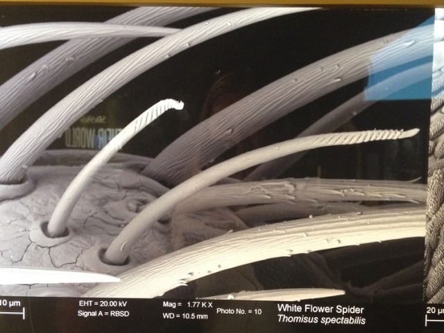 spiders-alive-and-deadly-92