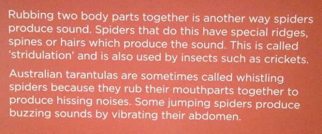 spiders-alive-and-deadly-95