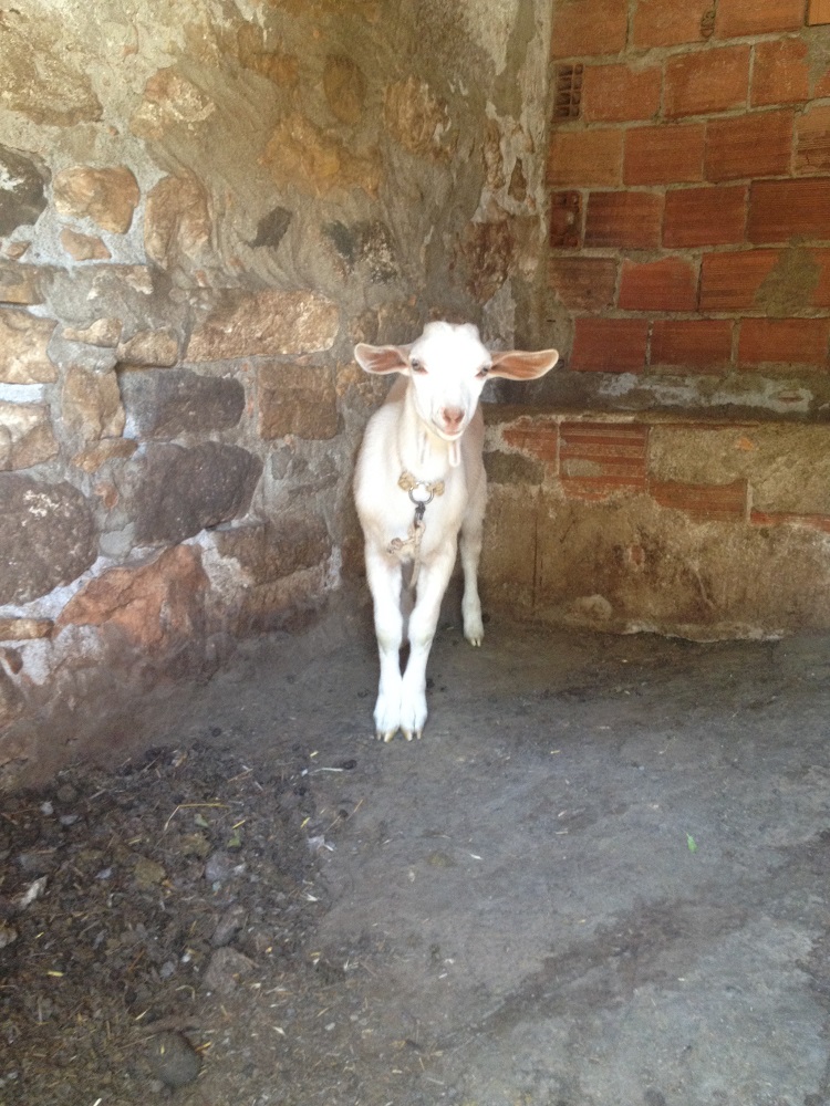 cesme-germiyan-koyu (60)