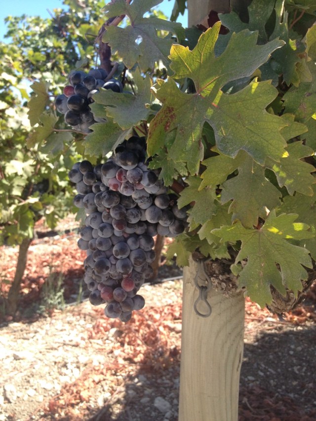 Urla-Sarapcilik (10)