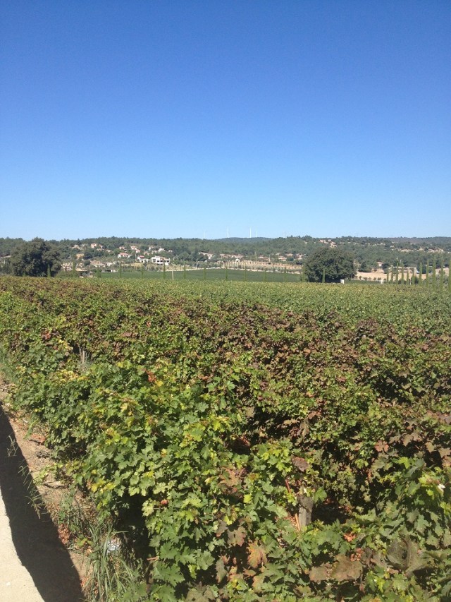 Urla-Sarapcilik (24)